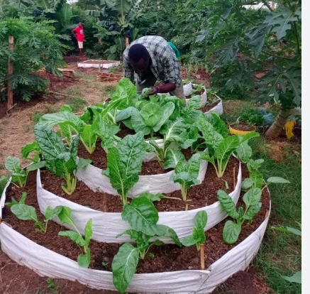 Organic Food Security for<br>Orphanages & the Needy
