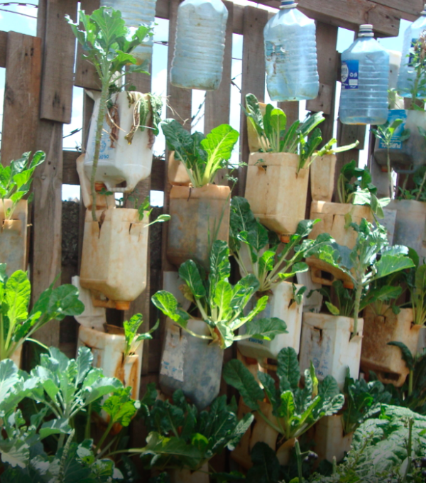 Organic Farm